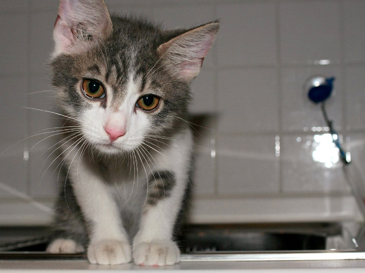 Фотография: Cris, CC BY-NC 2.0