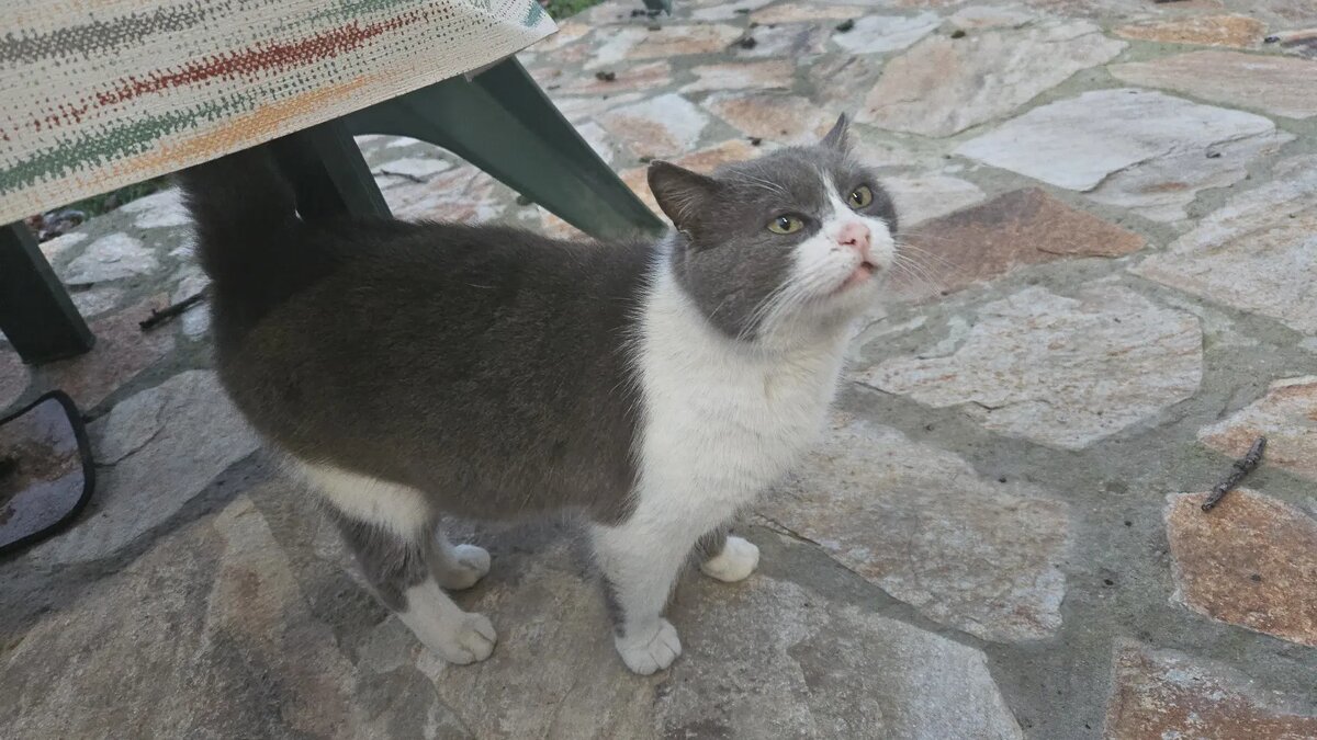 Деловой Сивчик