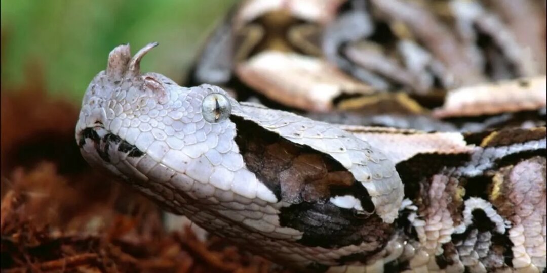 Габонская гадюка