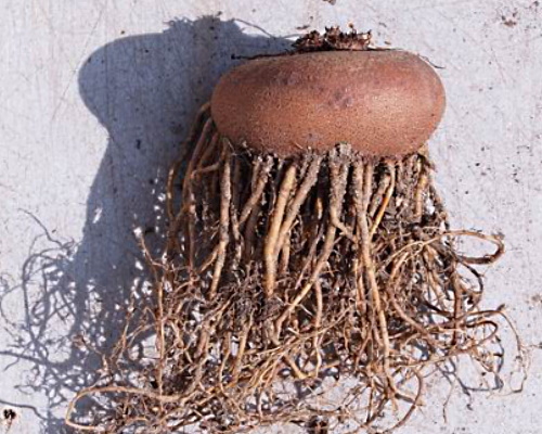 Клубень цикламена персидского