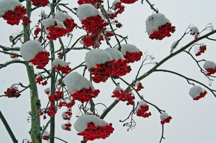 Рябина зимой