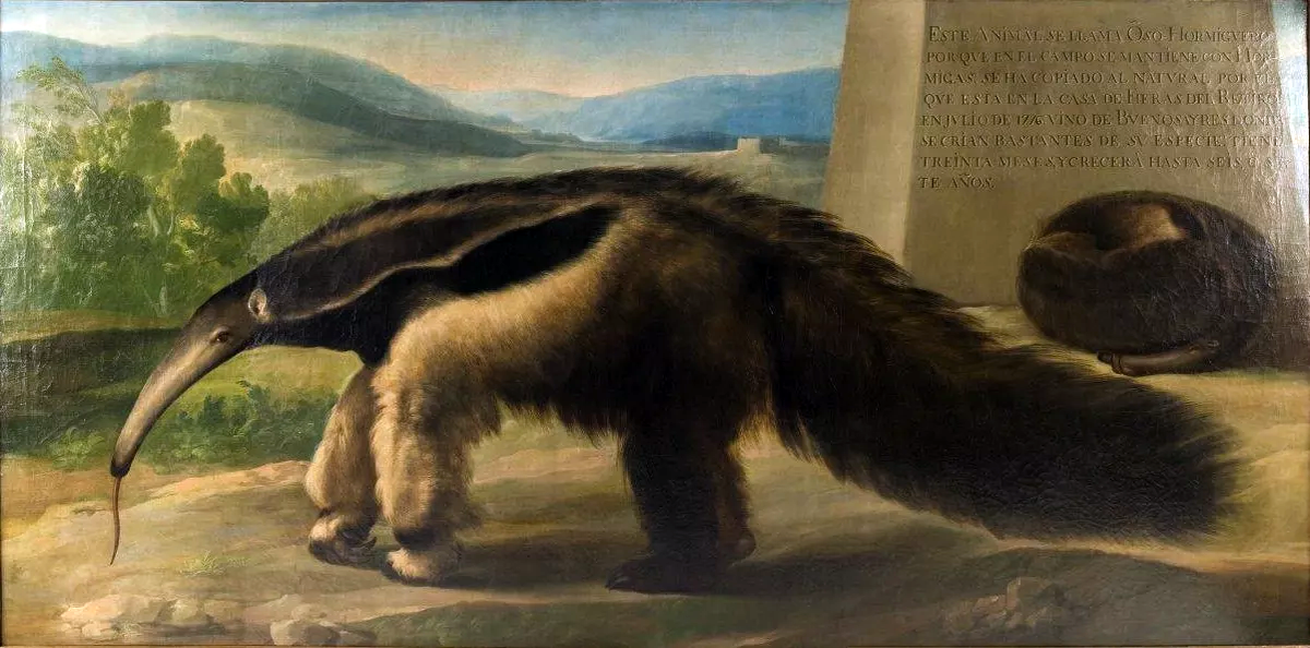 Муравьед Её Величества, 1776. Музей естественных наук, Мадрид