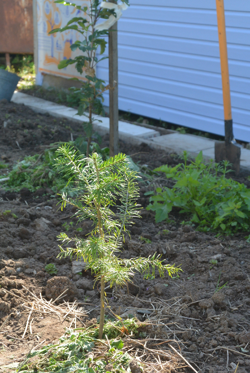 Наша пихта в 2018 году.