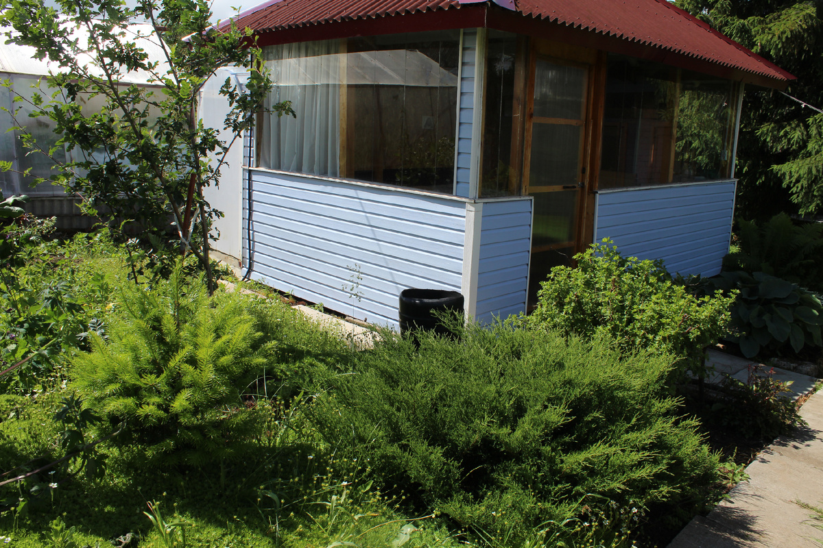 наша пихта четыре года спустя, в 2022 году.