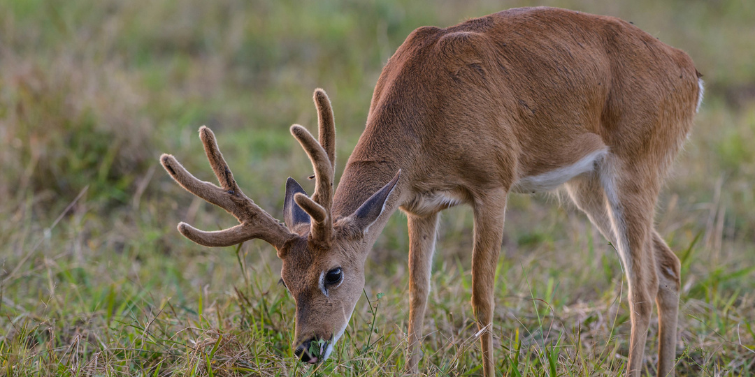 Пампасный олень