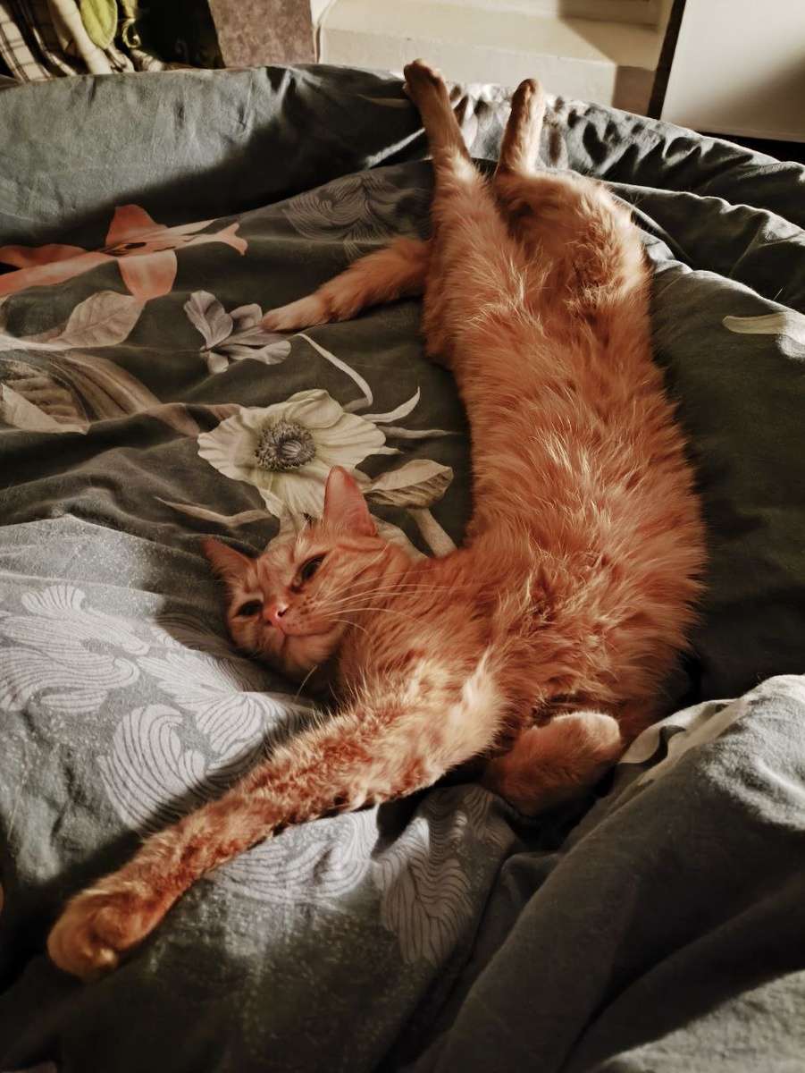 Неужели есть те, кому не хочется котеньку в дом?