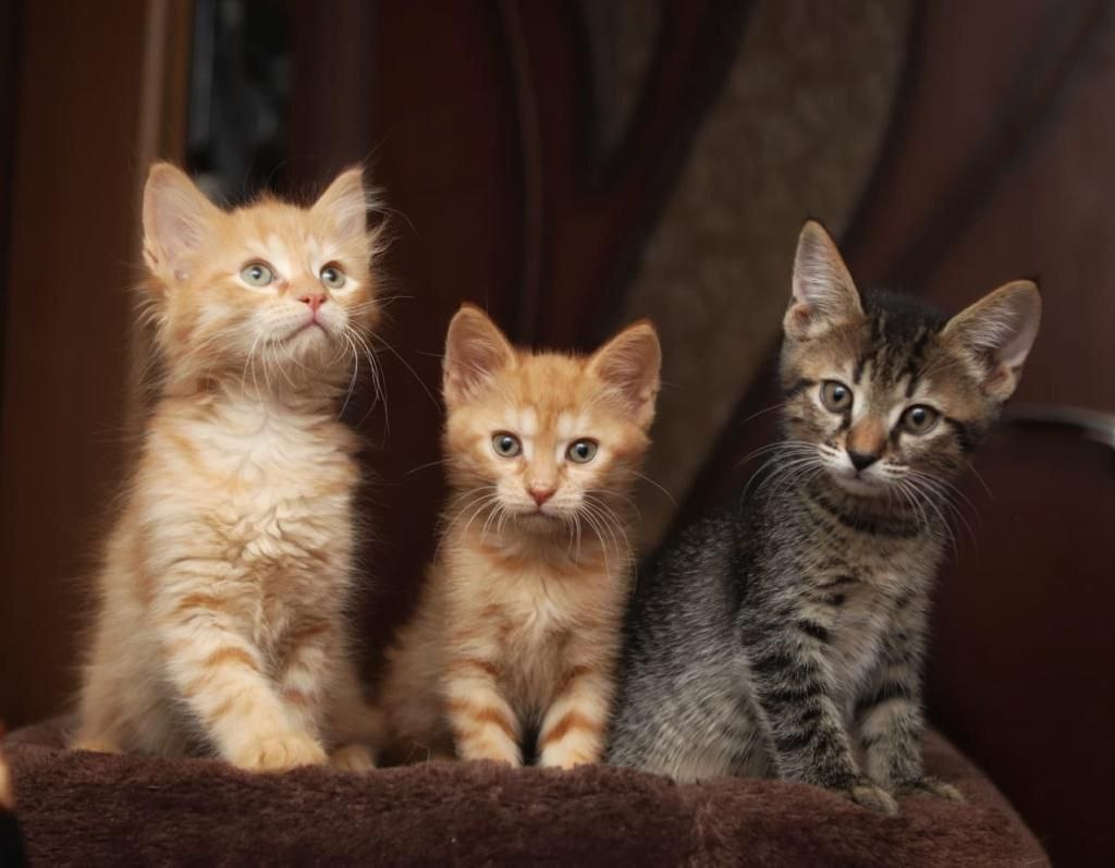 Это я, Сонечка, и мои братишки