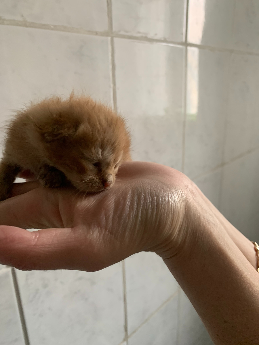 Тут мне неделя