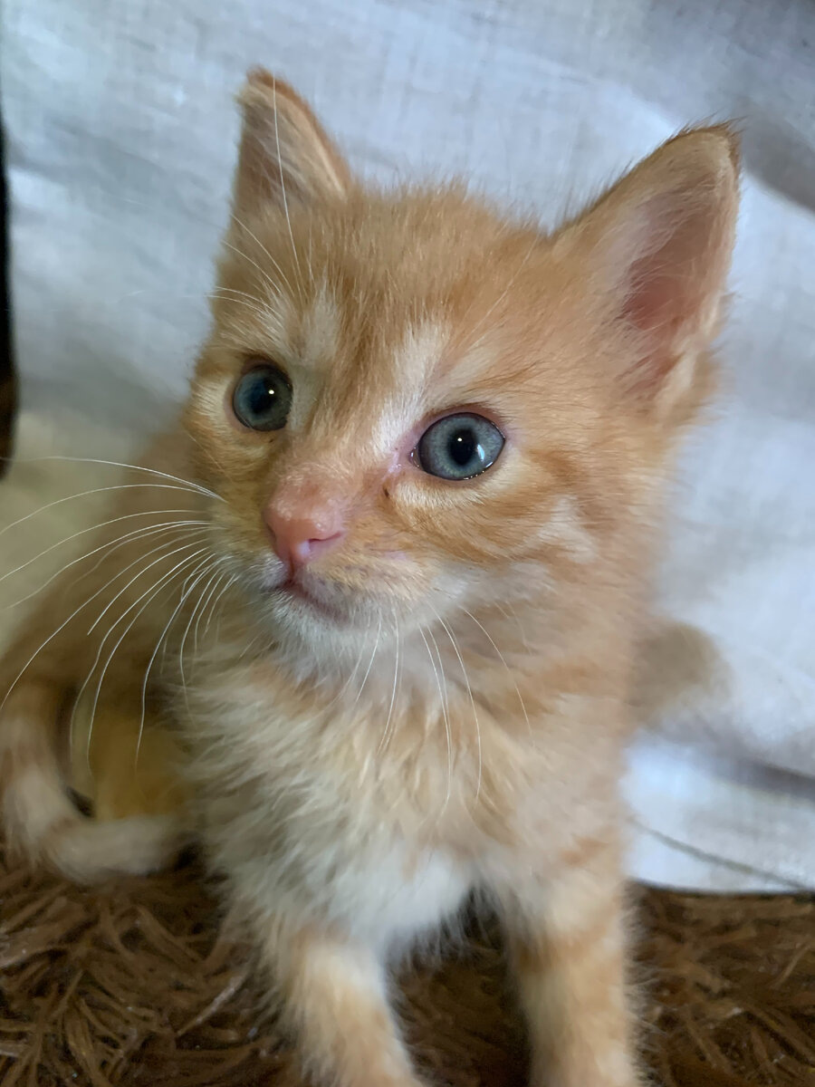 А тут уже месяц