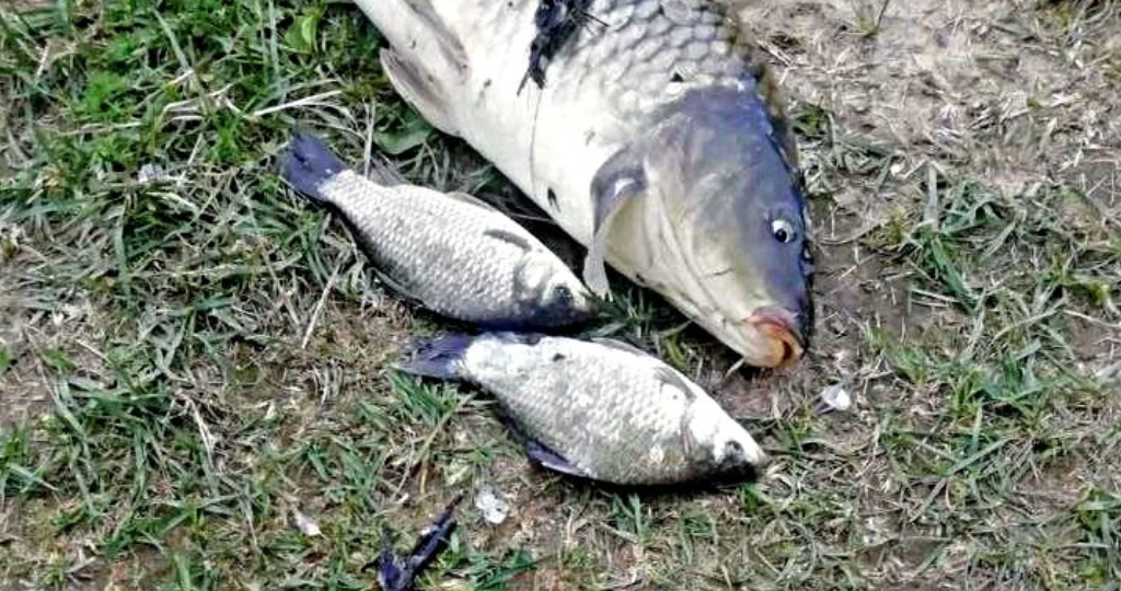 Так вот на что ведутся карпы