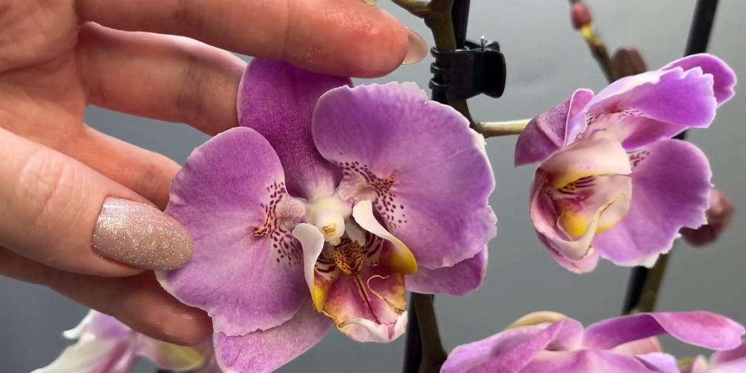 Что делать с Орхидеей после покупки?!