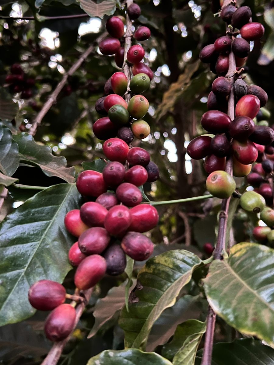 Так выглядит спелая кофейная ягода