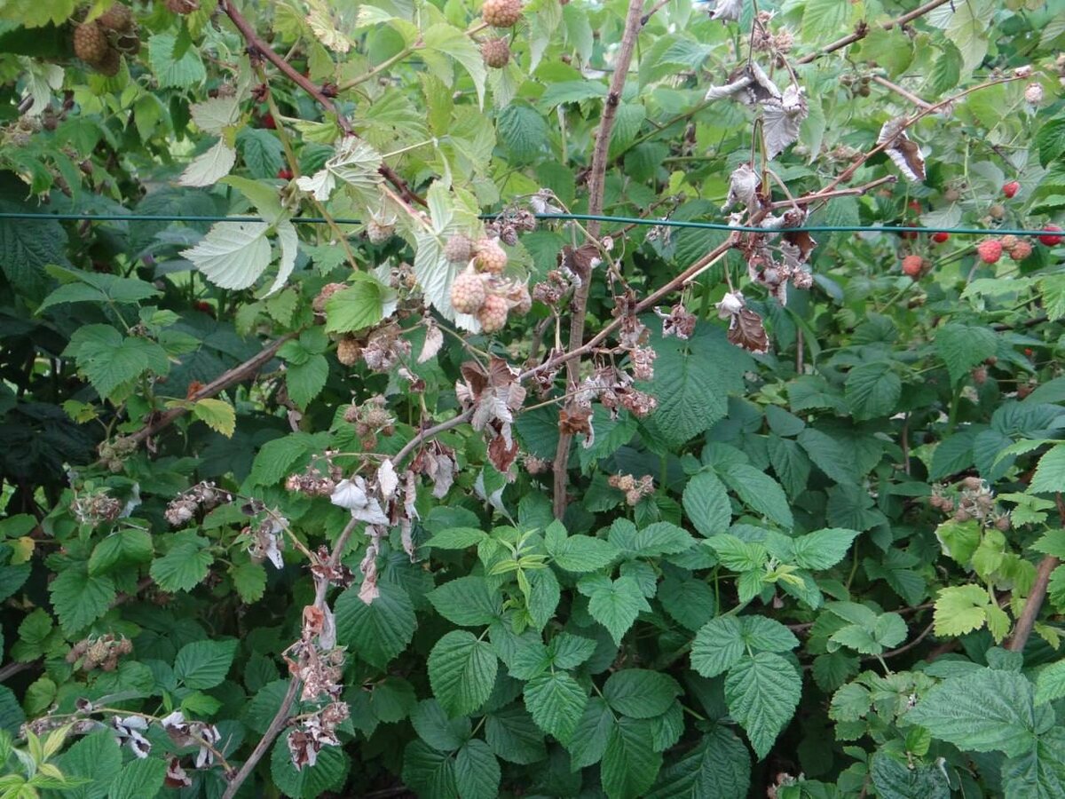 фото из чата Дачного агронома