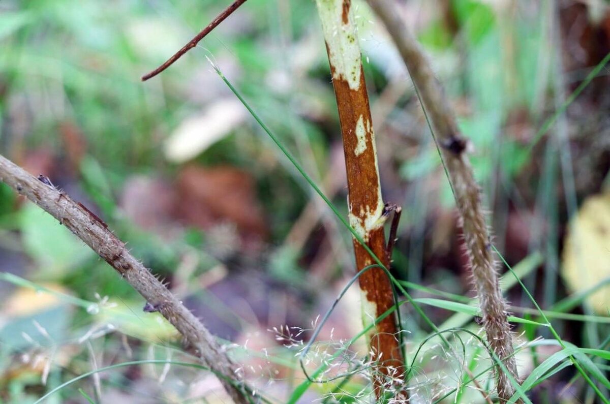 фото из чата Дачный агроном