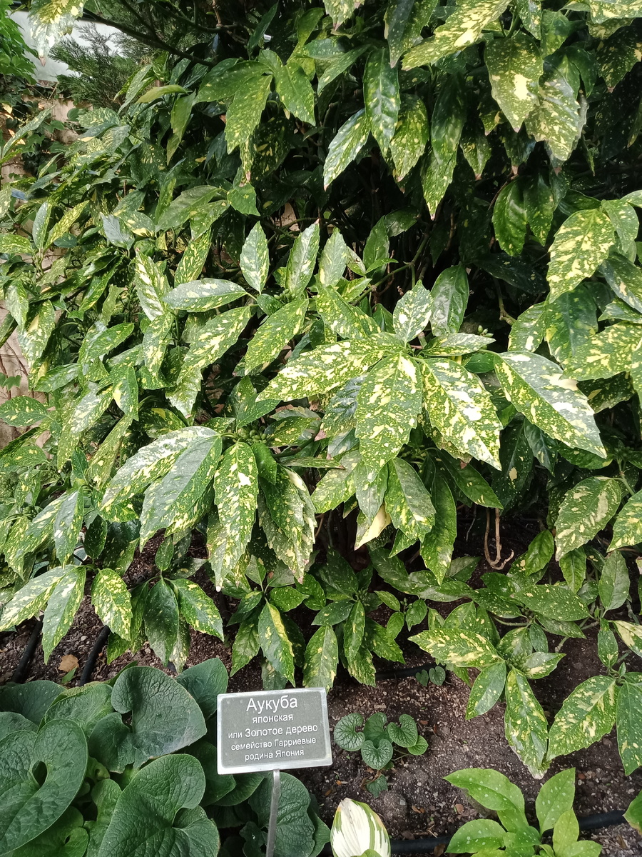 "Старый парк". Ботанический сад. Аукуба японская