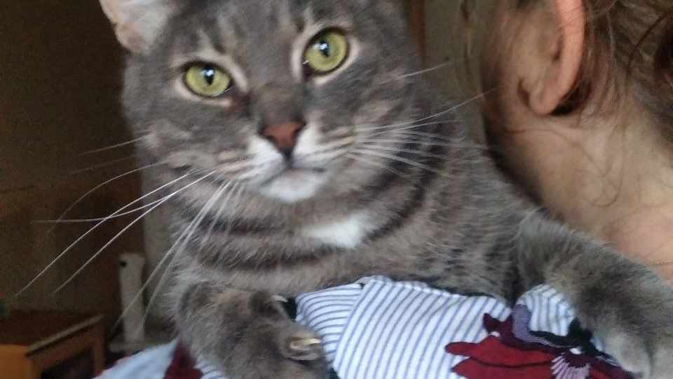 Знакомьтесь — Дымок! Сердце, которое ждет своего дома🏘️