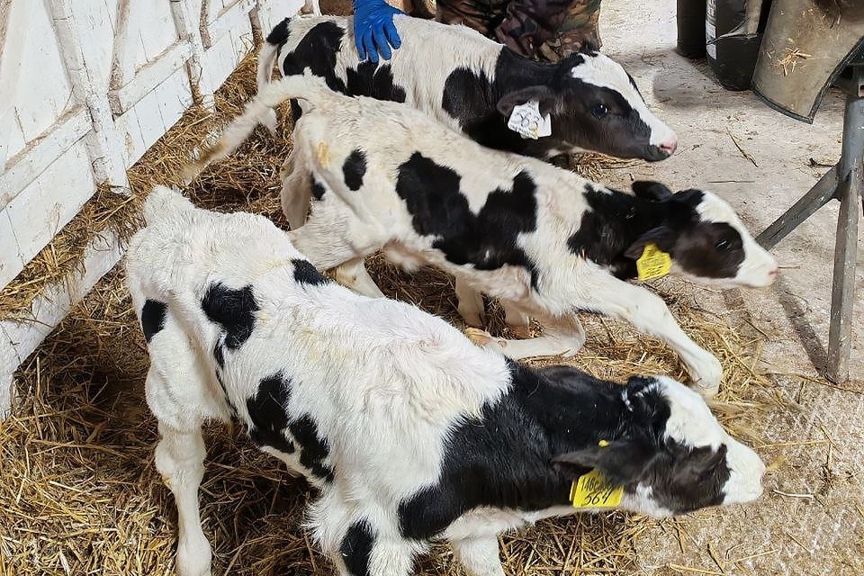    Фото: ООО "Русь" с. Большая Соснова | Соцсети