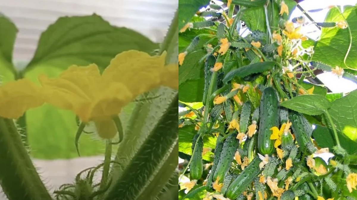 Разница очевидна: слева обычный гибрид с пустоцветами, справа самоопыляемый с многочисленными завязями