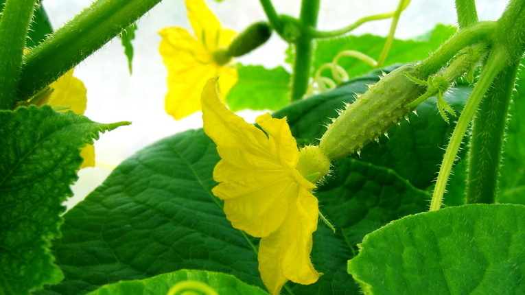 Покупаю 7 самоопыляемых сортов вместо 20 разных пачек. Партенокарпические гибриды решают проблему пустоцветов