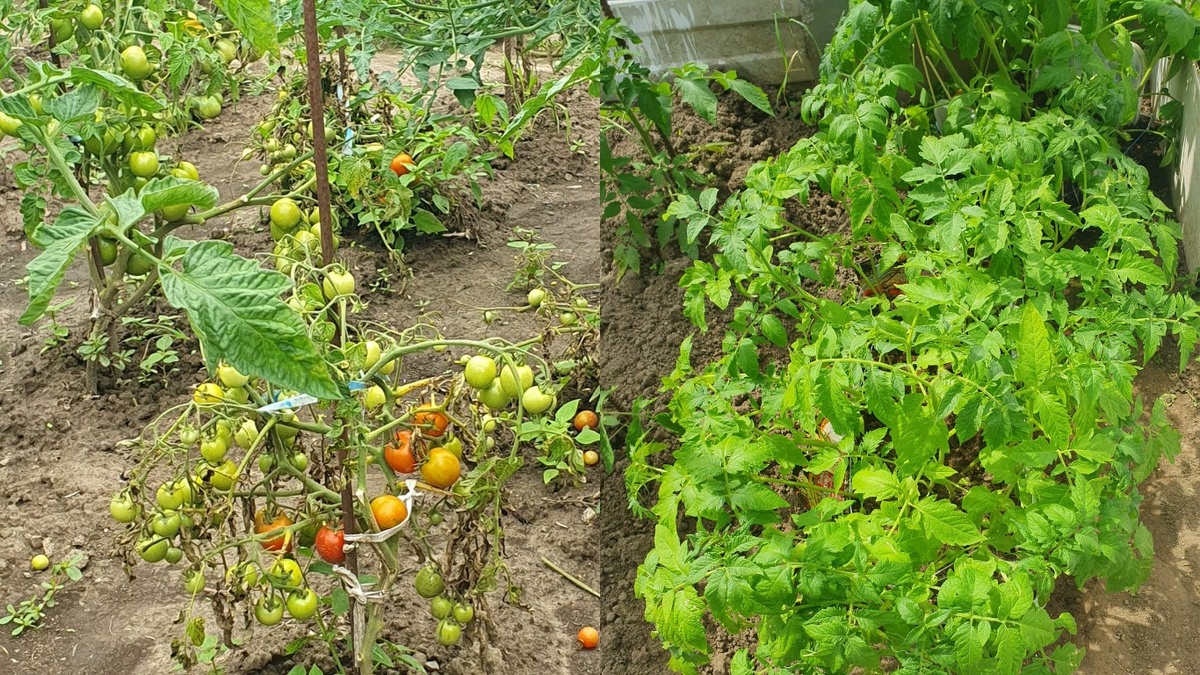 Разница между политыми и забытыми растениями - урок на всю жизнь