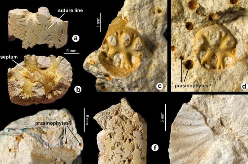    Образцы аммонитов из основной части известняковой залежи Церитиум в Стивнс-Клинт. Фото: Scientific Reports (2025).