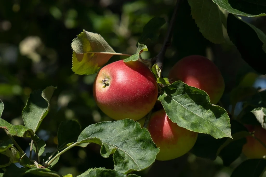    Урожай яблок в 2025 году был богат во всем мире.