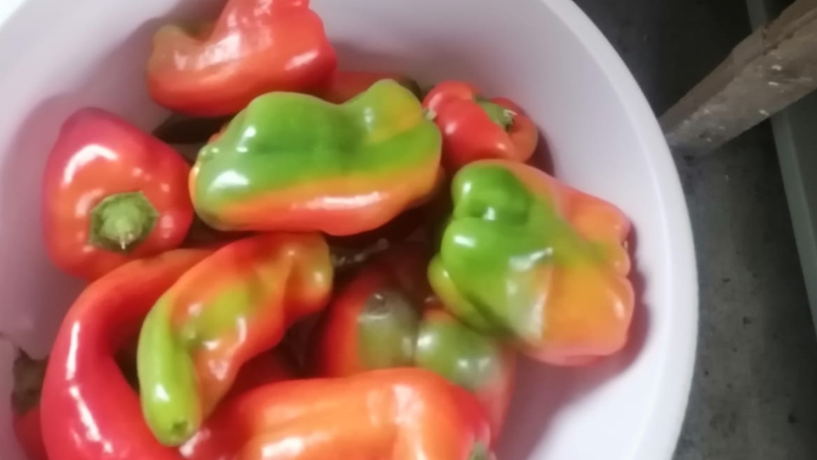 Результат пяти покупок семян 'Казанова' за разные годы