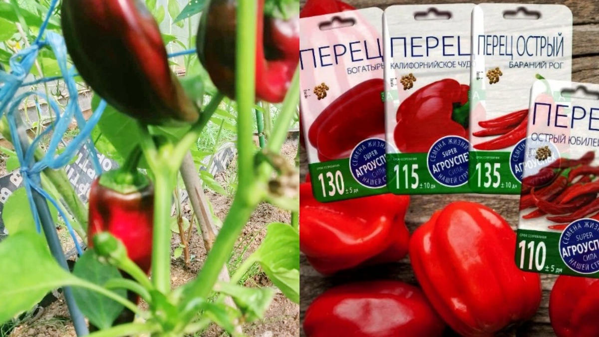 Разные названия - часто одинаковое содержимое