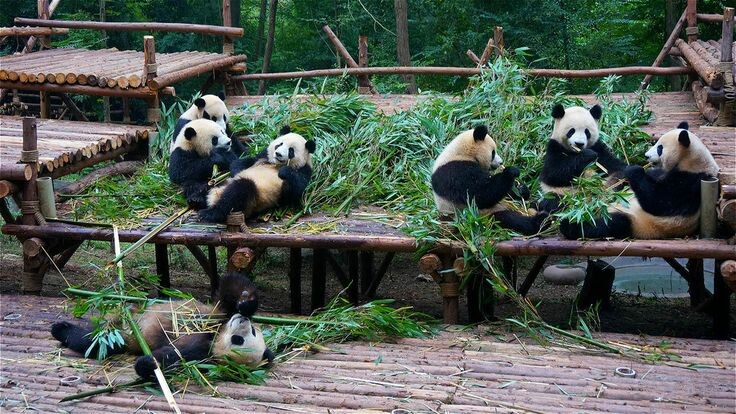 Тур в Сингапур со стыковкой в Ченду. Жду советов!