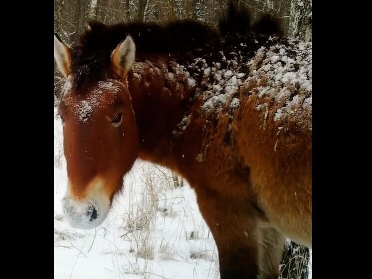     Фото: кадр видео Чернобыльского радиационно-экологического биосферного заповедника.
