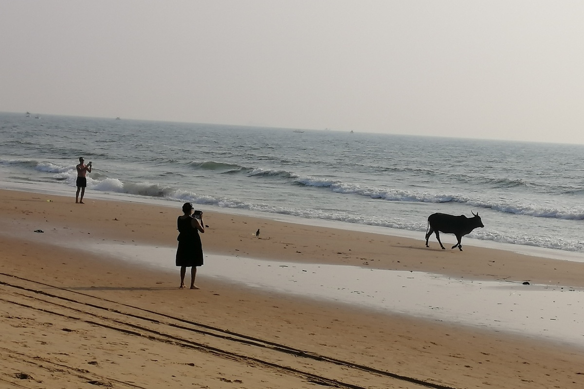 Корова на пляже Кандолим - большая редкость! Фото сделано в феврале 2024 г. 
