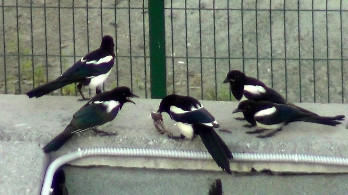 Сороки делят добычу