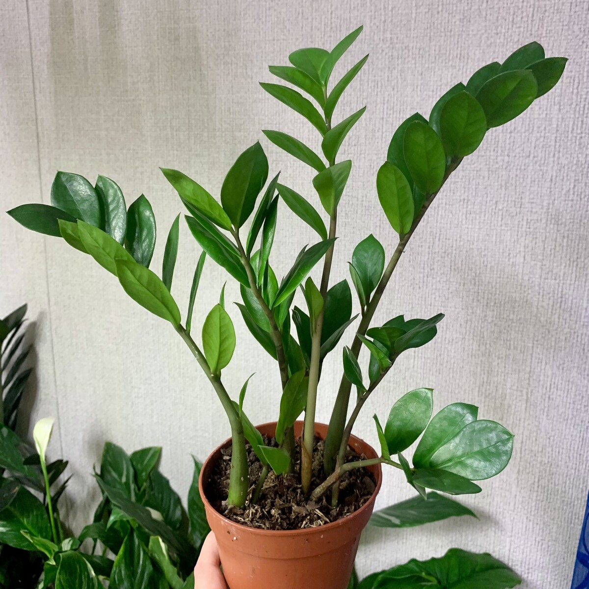 Источник Яндекс.фото 