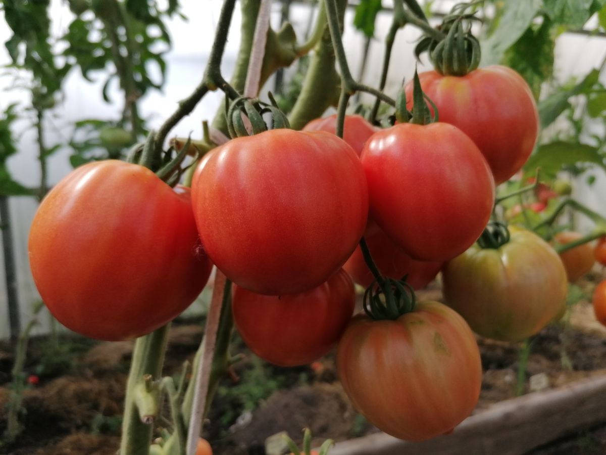 Томат Бычье сердце