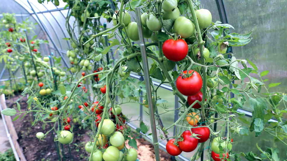 Результат сбалансированных подкормок 