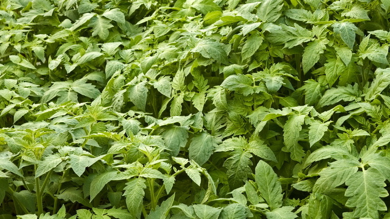 Перекормленный азотом томат - мощный на вид, но бесплодный