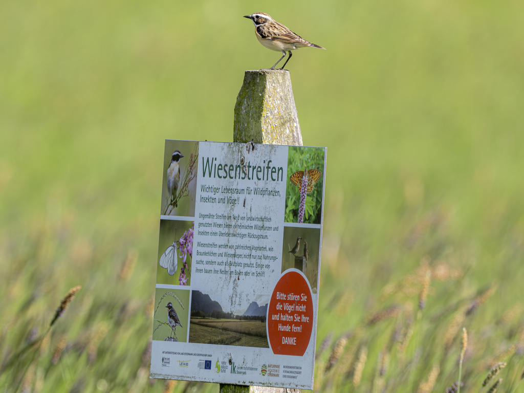 Луговой чекан, Германия, фото turbok