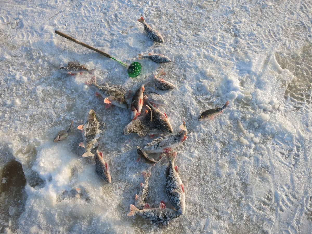 С одной лунки. Разнокалиберный окунь. 