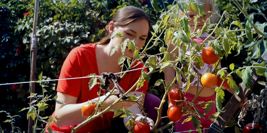 Томаты не завязали первые кисти из-за холода. Что делать и работают ли подкормки?