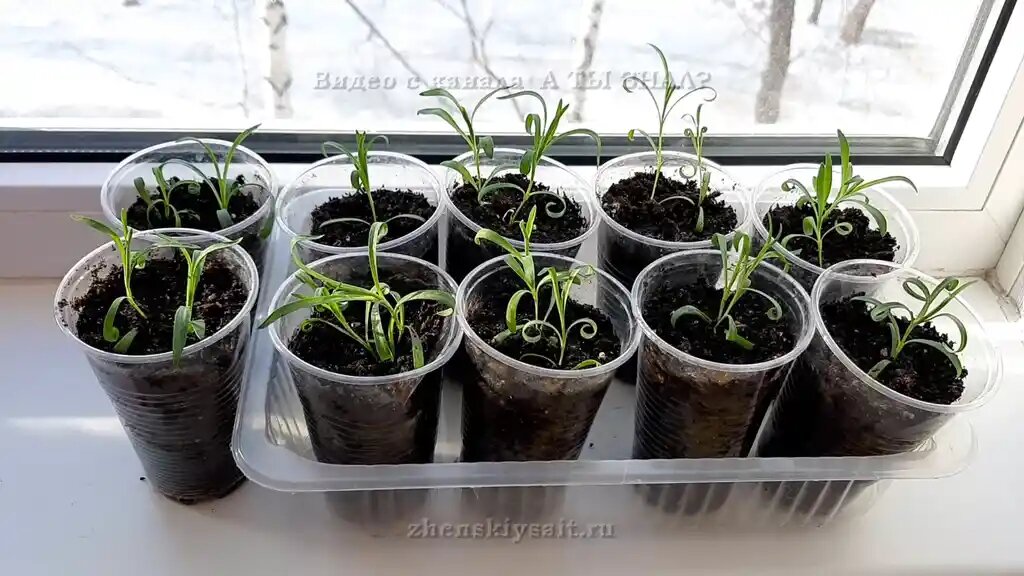 Гвоздика Шабо имеет длительный период вегетации