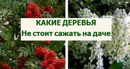 что не стоит сажать на даче