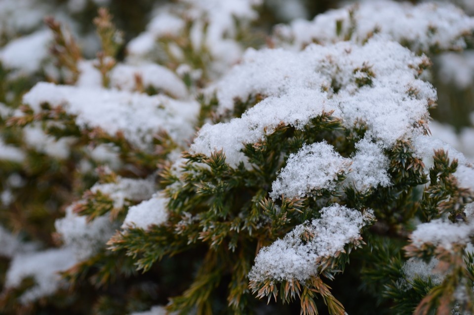    Ожидается, что днем пойдет снег, местами — мокрый снег Роман ПОБЕРЕЖНЮК