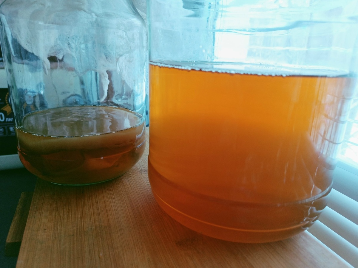 Раствор для чайного гриба на основе зелёной заварки и сахара