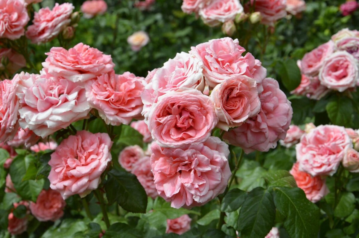 Роза Кимоно 