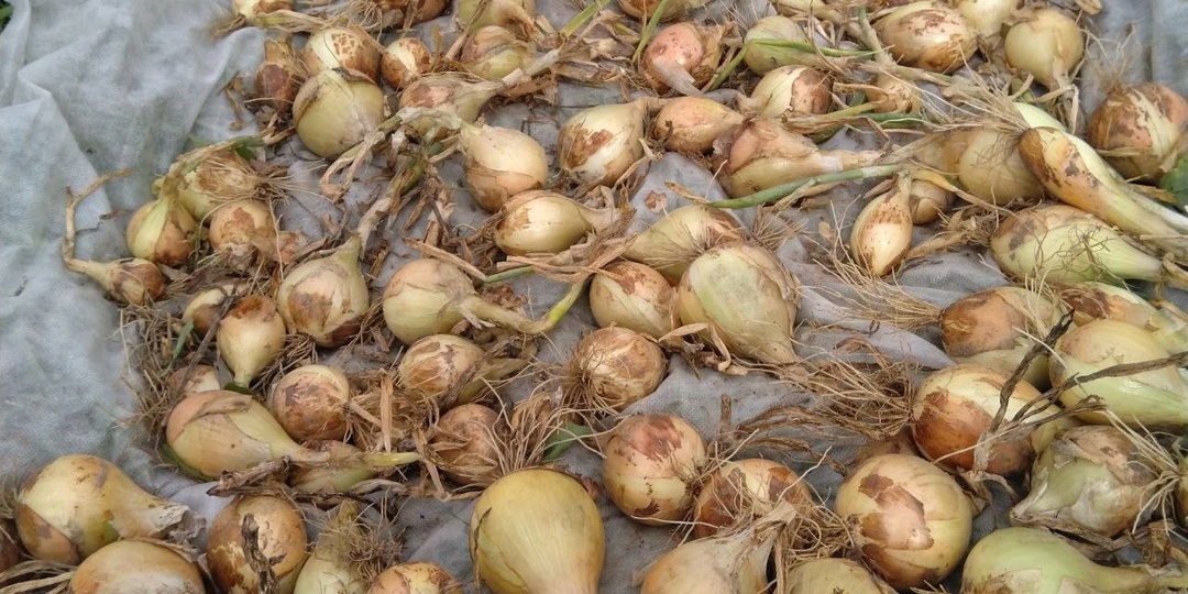 При какой температуре почвы можно сеять зелень под зиму и как защитить грядки, если снега почти не бывает?