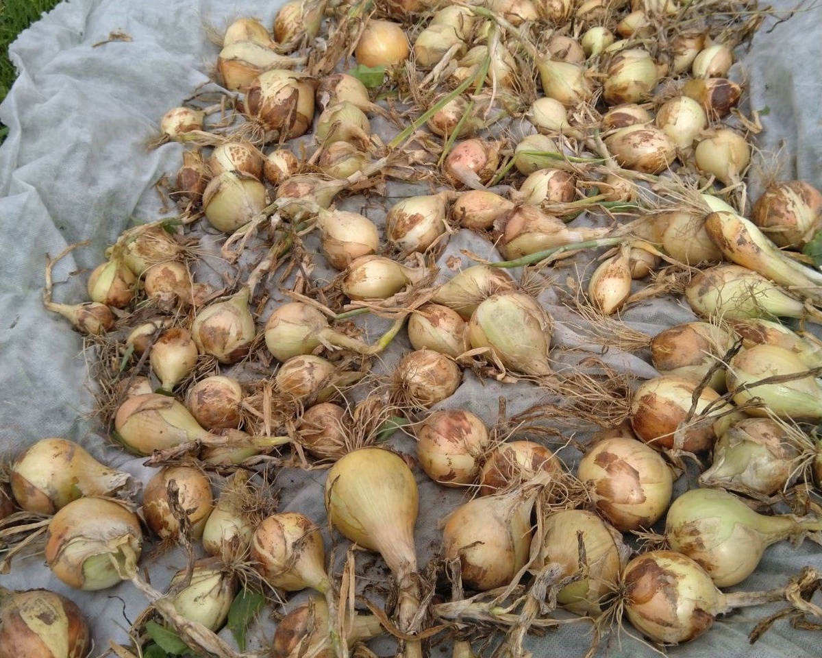 фото из чата Дачный агроном