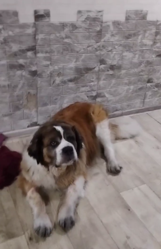 Айза живёт на теплой передержке