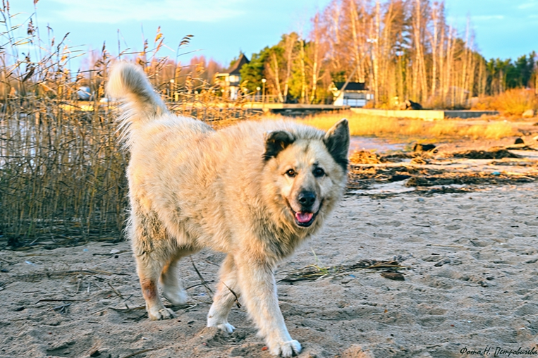 Пес Кефир из Соснового Бора, всеми любимый Кефирчик. Фото из просторов интернета.