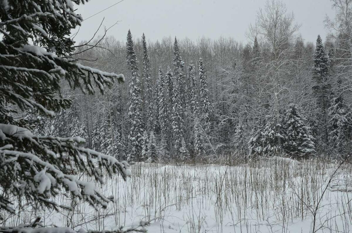    Таёжная местность,где может кто-то неожиданно повстречаться stalker