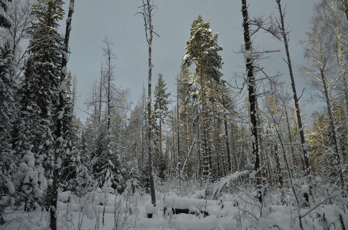    Вот по таким местам мы ходили в поисках сена stalker